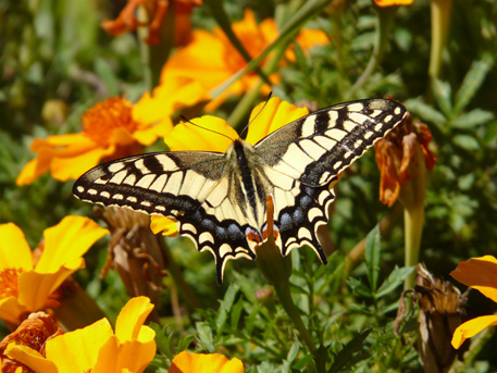 Vlinder